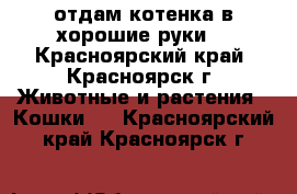 отдам котенка в хорошие руки  - Красноярский край, Красноярск г. Животные и растения » Кошки   . Красноярский край,Красноярск г.